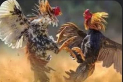 IMG 20240606 WA0003 1