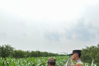 IMG 20250313 WA0104