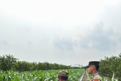 IMG 20250313 WA0104