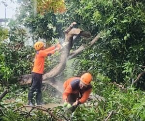 IMG 20251119 WA0324 1