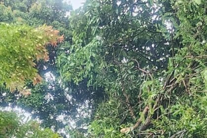 IMG 20251119 WA0324 2