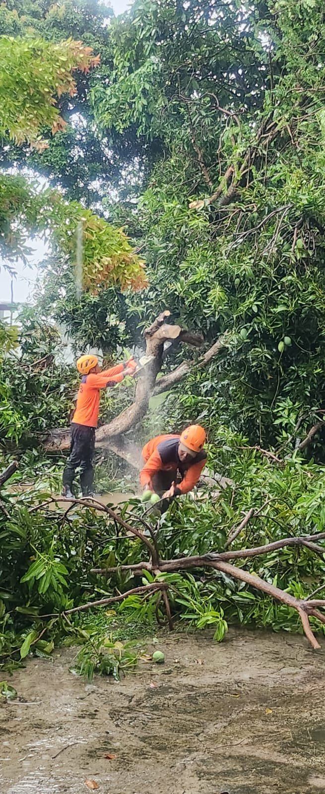 IMG 20251119 WA0324 2