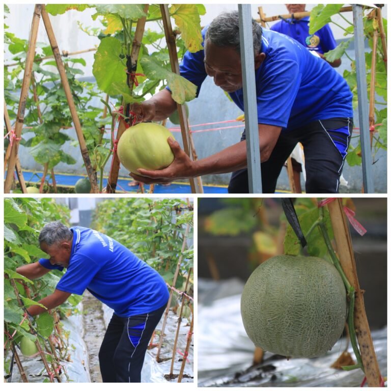 Lapas Banyuwangi Buktikan Lahan Terbatas Bukan Penghalang Dukung Program Swasembada Pangan 2 FotoGrid 20260224 160744886