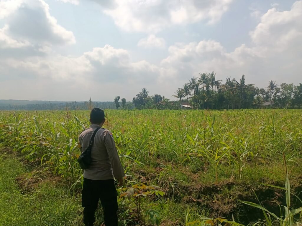 *Sinergi Ketahanan Pangan, Bhabinkamtibmas Polsek Kedungjajang Turun Langsung Dampingi Petani* 2 IMG 20260608 WA0054