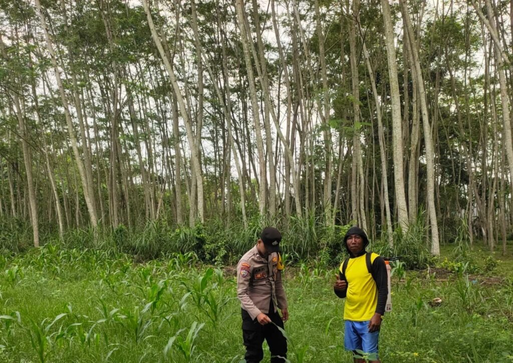 Bhabinkamtibmas Kunir Turun ke Lahan Jagung, Ajak Petani Tanam Padi Demi Swasembada Pangan 2 IMG 20260614 WA0033