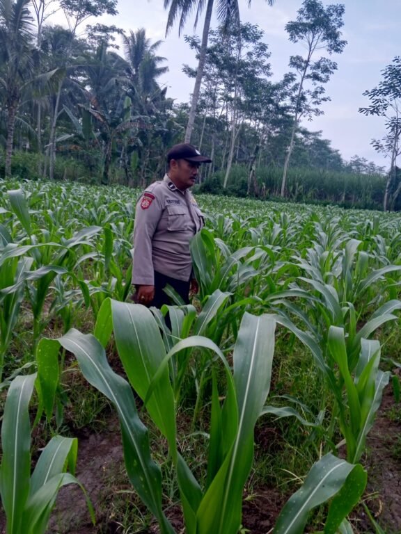 Dukung Ketahanan Pangan, Polsek Klakah Cek Kesiapan dan Kondisi Lahan Jagung Warga 2 IMG 20260614 WA0086