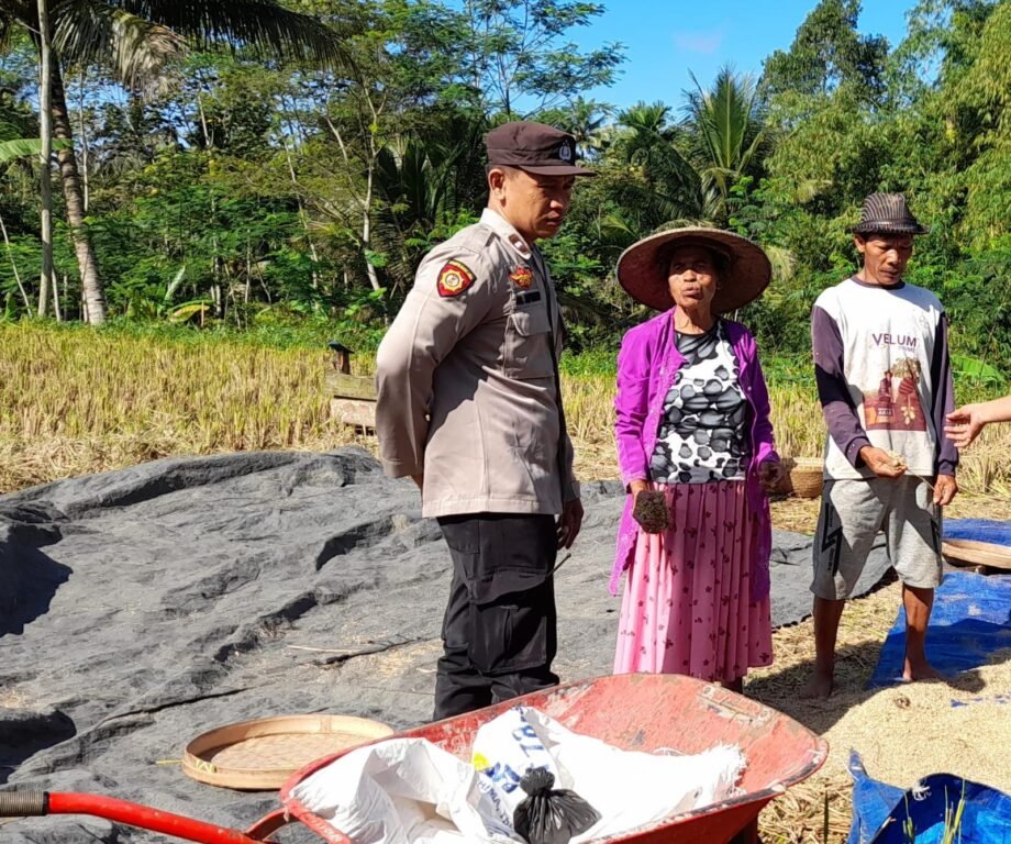 Polisi Cinta Petani, Polsek Pasrujambe Kawal Ketahanan Pangan dan Pantau Pertumbuhan Tanaman Padi 2 IMG 20260615 WA0126