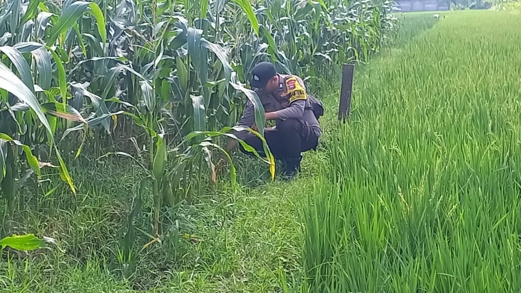 Dekat dan Humanis, Polsek Sukodono Intensifkan Pendampingan Petani demi Ketahanan Pangan 2 IMG 20260616 WA0022