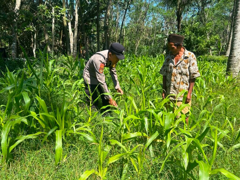 Tanaman Jagung Usia 25 Hari Dipantau Polisi, Polsek Ranuyoso Dukung Swasembada Pangan 2 IMG 20260617 WA0018