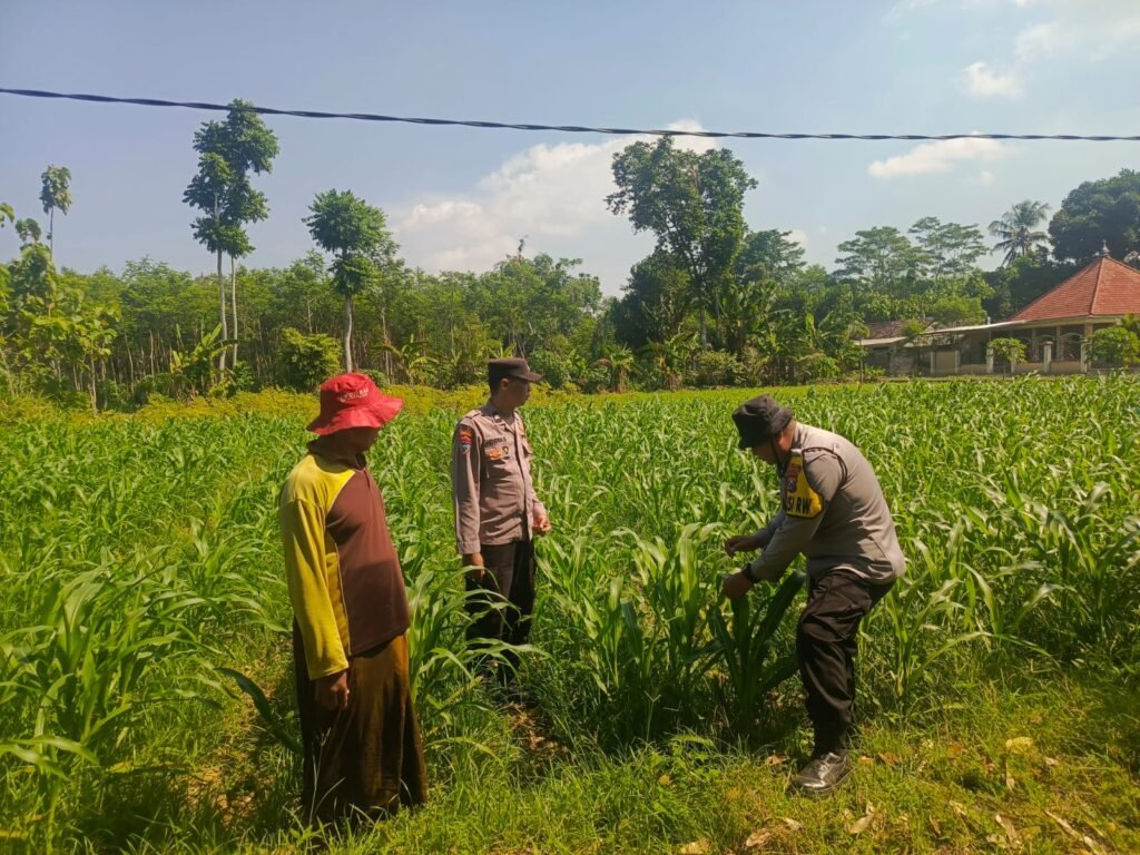 Polisi Sambangi Petani Jagung di Pandanarum, Ajak Tingkatkan Hasil Panen 2 IMG 20260618 WA00111