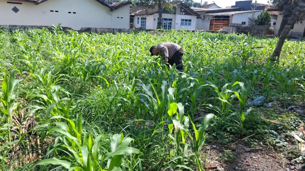 Polsek Jatiroto Pantau Pertumbuhan Jagung, Dukung Program Ketahanan Pangan Nasional 2 IMG 20260618 WA0016