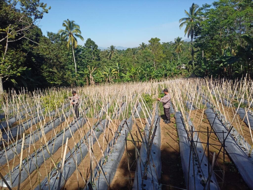 Sinergi Polri dan Petani: Langkah Nyata Polsek Gucialit Dorong Ketahanan Pangan 2 IMG 20260619 WA0021