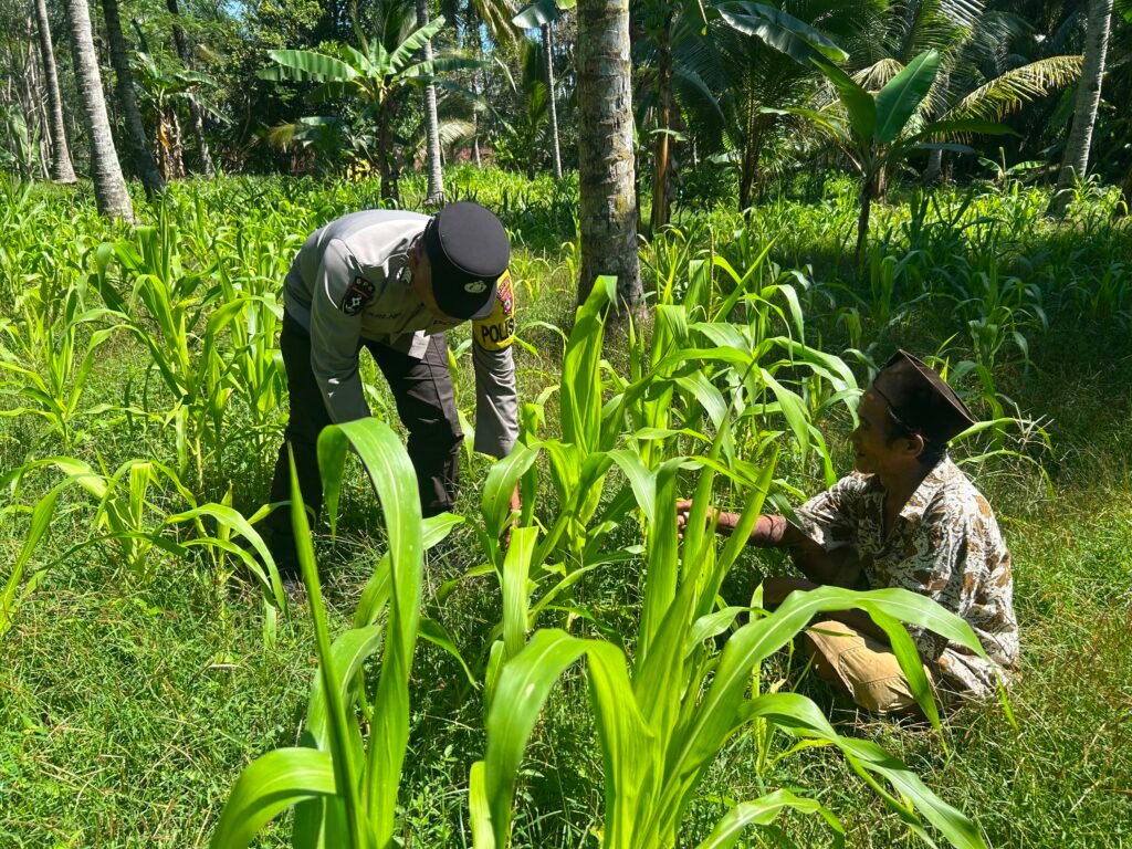 Wujudkan Ketahanan Pangan Nasional, Polsek Ranuyoso Dampingi Petani Jagung Desa 2 IMG 20260623 WA0051