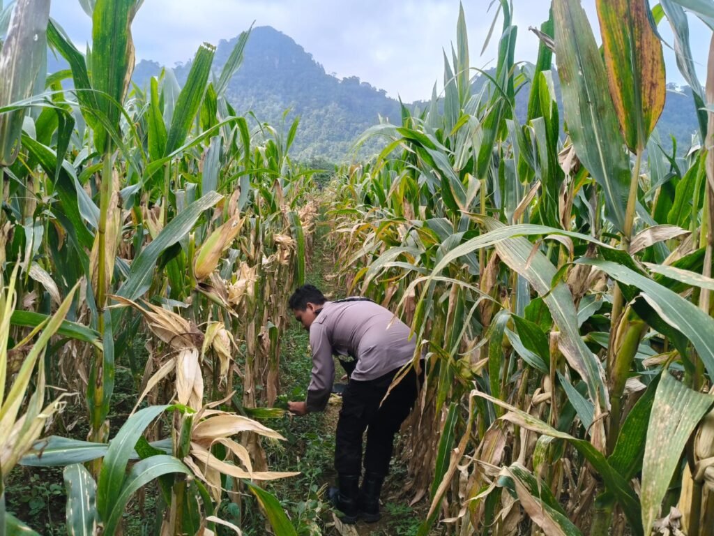 Polsek Tempursari Lumajang Kawal Ketahanan Pangan, Cek Lahan Jagung di Tegalrejo 2 IMG 20260701 WA0017