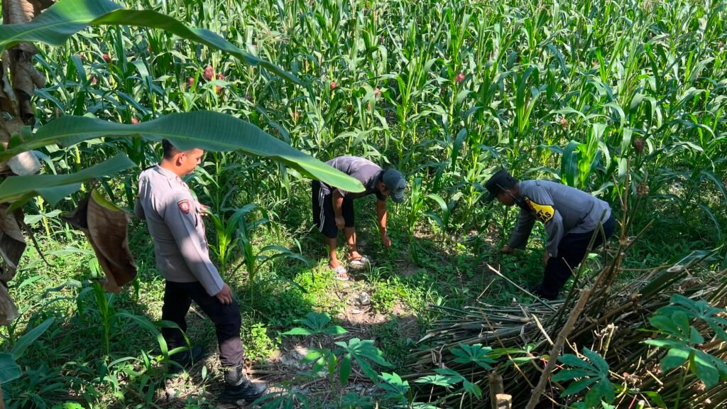 Sinergi Ketahanan Pangan, Polsek Lumajang Kota Tinjau Langsung Pertumbuhan Tanam Jagung di Desa Boreng 2 IMG 20260702 WA0013