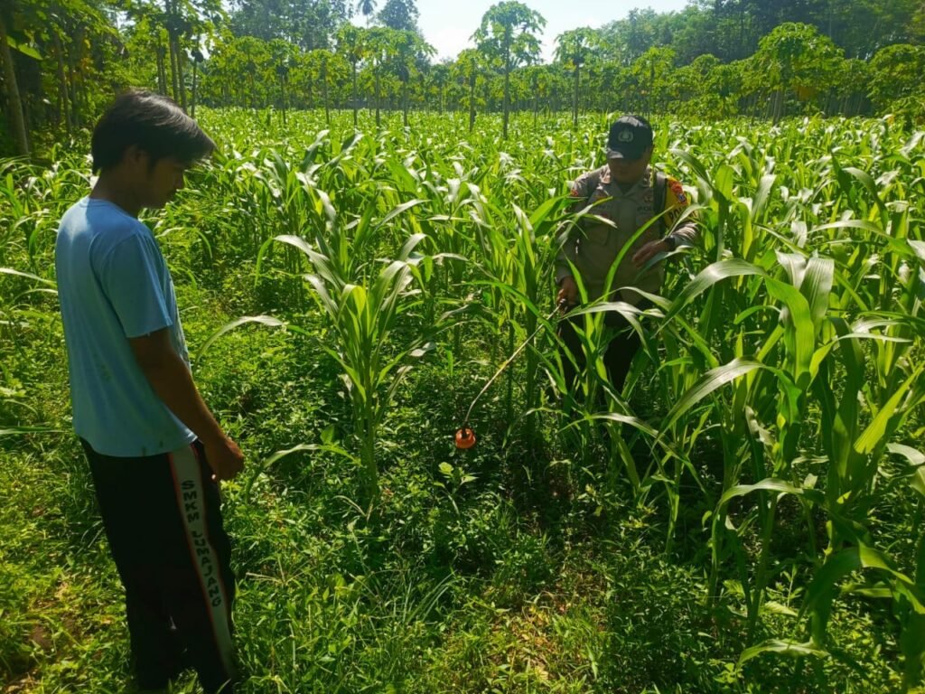 Polsek Tempeh Kawal Ketahanan Pangan, Serap Aspirasi Petani di Lapangan 2 IMG 20260703 WA0020