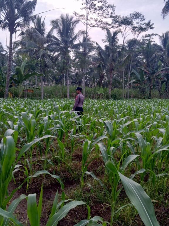 Wujudkan Swasembada Pangan, Polsek Klakah Kawal Program Asta Cita Presiden 2 IMG 20260706 WA0142