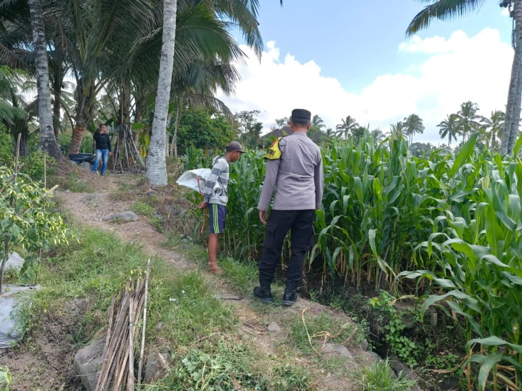 Dukung Asta Cita, Kapolsek Candipuro Tinjau Lahan Jagung Varietas Advanta di Sumberrejo 2 IMG 20260707 WA0068