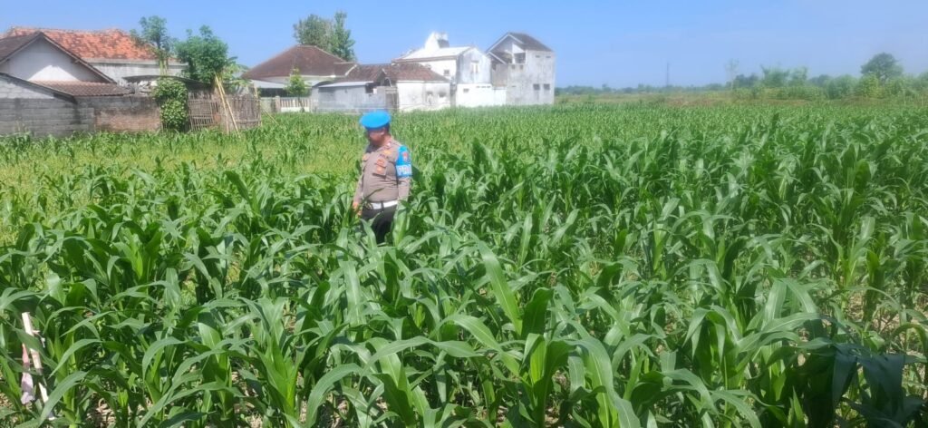 Dukung Asta Cita Presiden, Kapolsek Yosowilangun Iptu Rusdiq Sudarmanto Turun Sawah Dorong Produktivitas Jagung 2 IMG 20260709 WA0091