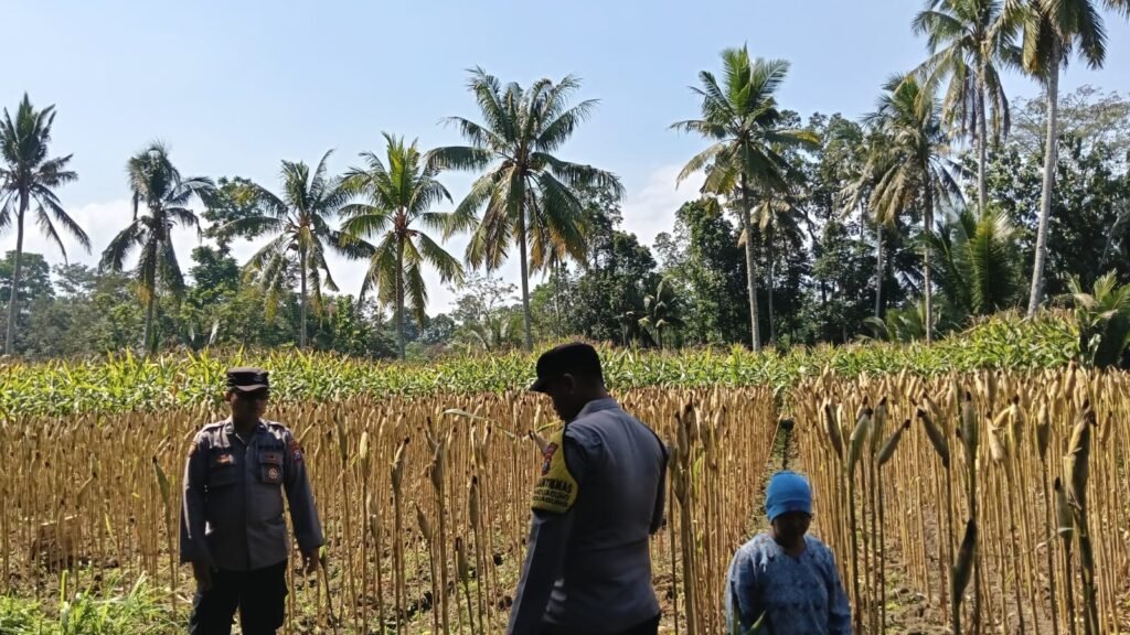 Wujud Nyata Sinergi, Bhabinkamtibmas Polsek Randuagung Dampingi Petani Wujudkan Ketahanan Pangan Nasional 2 IMG 20260711 WA0004