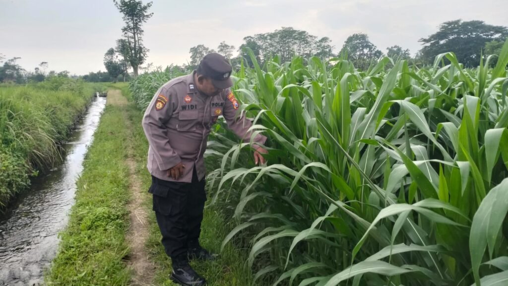 Bhabinkamtibmas Polsek Pasirian Bergerak Aktif Dukung Program Ketahanan Pangan Nasional 2 IMG 20260712 WA0110