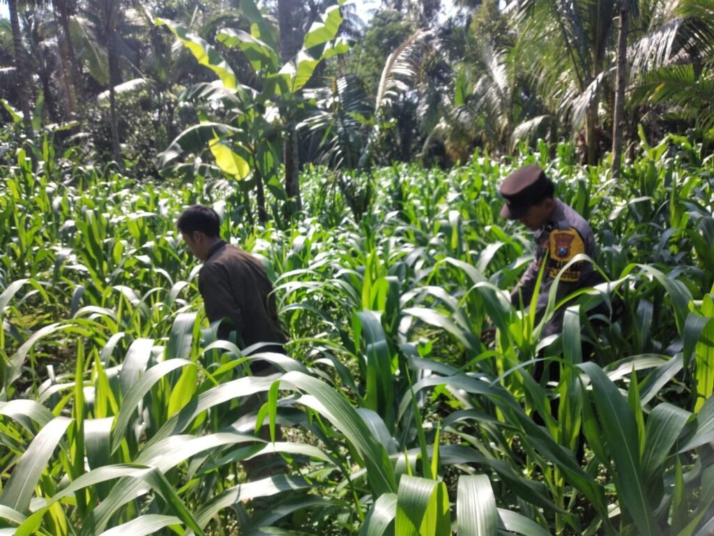 Dukung Asta Cita Presiden, Bhabinkamtibmas Polsek Ranuyoso Turun Langsung Dampingi Petani Jagung dan Pekarangan Gizi 2 IMG 20260715 WA0125
