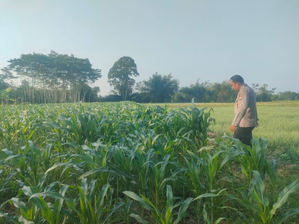 Dukung Asta Cita, Bhabinkamtibmas Polsek Tekung Dampingi Petani Tingkatkan Ketahanan Pangan 2 IMG 20260718 WA0012