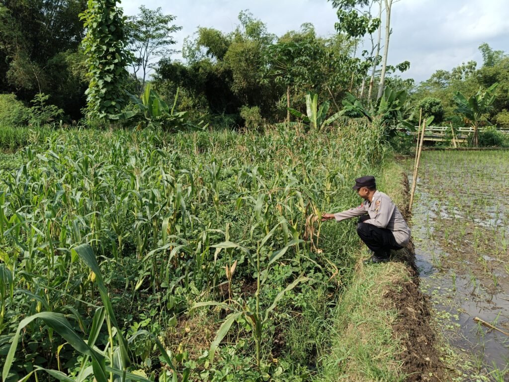 Dukung Asta Cita, Polsek Kedungjajang Pastikan Pertumbuhan Lahan Jagung Warga Optimal 2 IMG 20260720 WA00171