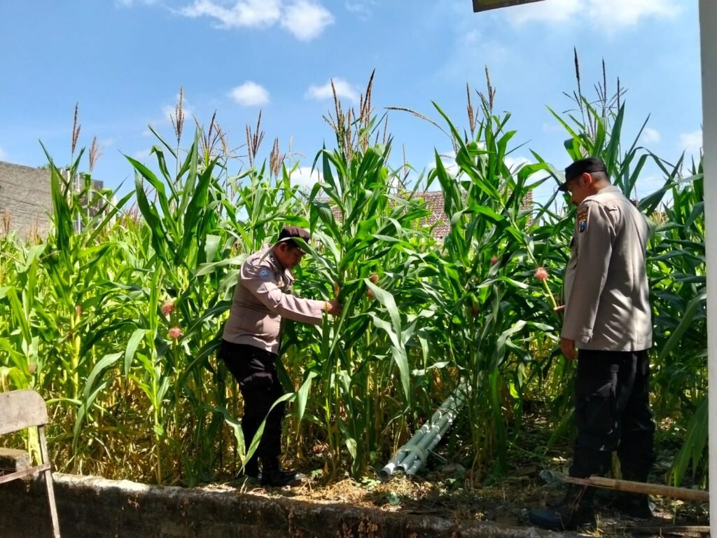 Wujudkan Ketahanan Pangan Nasional, Polsek Jatiroto Lumajang Tanam dan Rawat Jagung di Area Mapolsek 2 IMG 20260721 WA0019