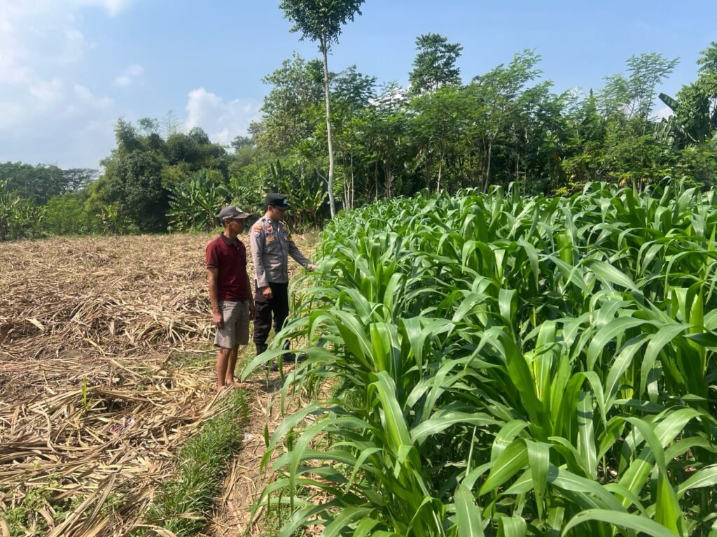 Dukung Asta Cita Presiden, Bhabinkamtibmas Polsek Lumajang Kota Dampingi Warga Desa Denok Kelola Lahan Jagung 2 IMG 20260724 WA0001