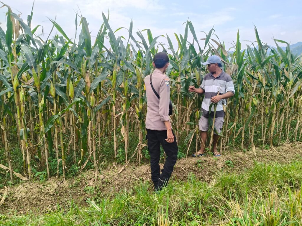 Polsek Tempursari Tinjau Lahan Jagung Warga, Dukung Penuh Program Ketahanan Pangan Nasional 2 IMG 20260725 WA0007