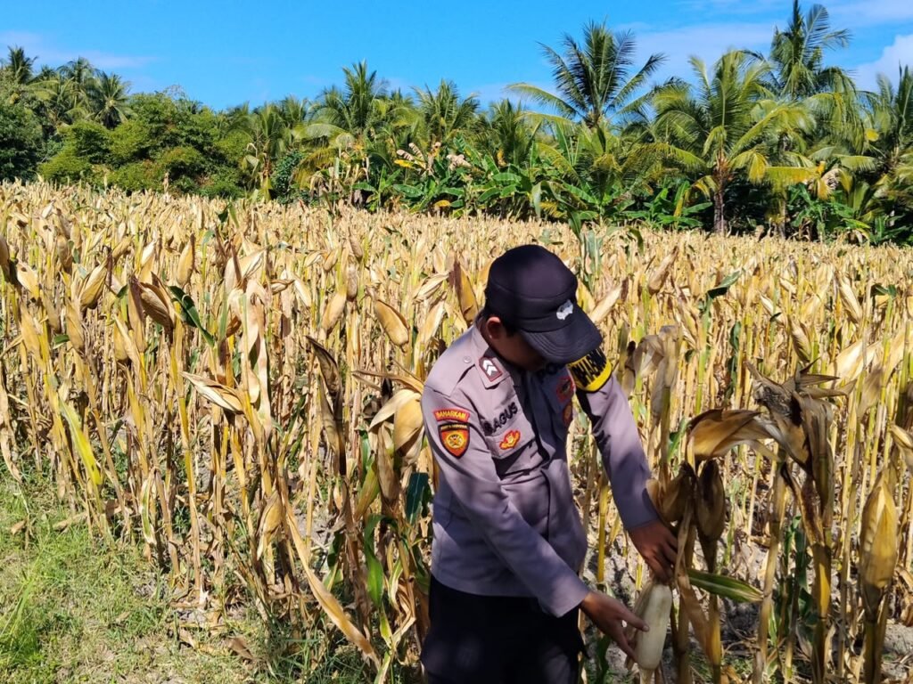 Polisi Turun ke Lahan Jagung, Polsek Tempursari Dukung Ketahanan Pangan dengan Dampingi Petani 2 IMG 20260726 WA0013