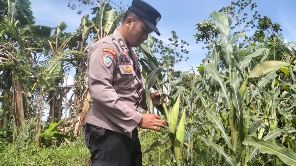 Bhabinkamtibmas Polsek Pasirian Aktif Dukung Ketahanan Pangan Nasional 2 IMG 20260802 WA0070
