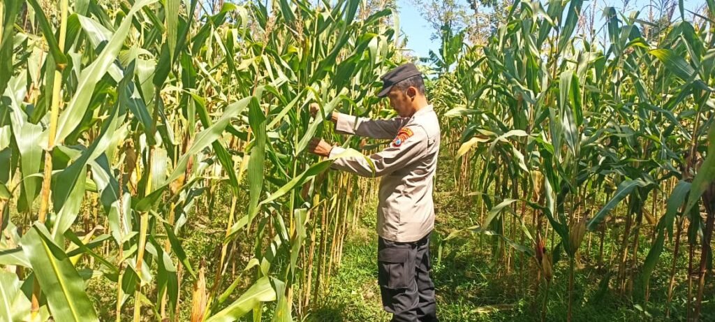 Bhabinkamtibmas Polsek Tekung Aktif Dukung Ketahanan Pangan Nasional 2 IMG 20260808 WA01521