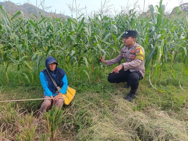 Kawal Swasembada Pangan, Polsek Tempursari Dampingi Petani Jagung di Desa Bulurejo 2 IMG 20260811 WA00601