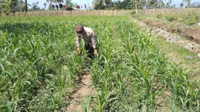 Dukung Program Asta Cita, Bhabinkamtibmas Polsek Pasrujambe Turun Langsung Mendampingi Petani Jagung di Kertosari 2 IMG 20260811 WA0075
