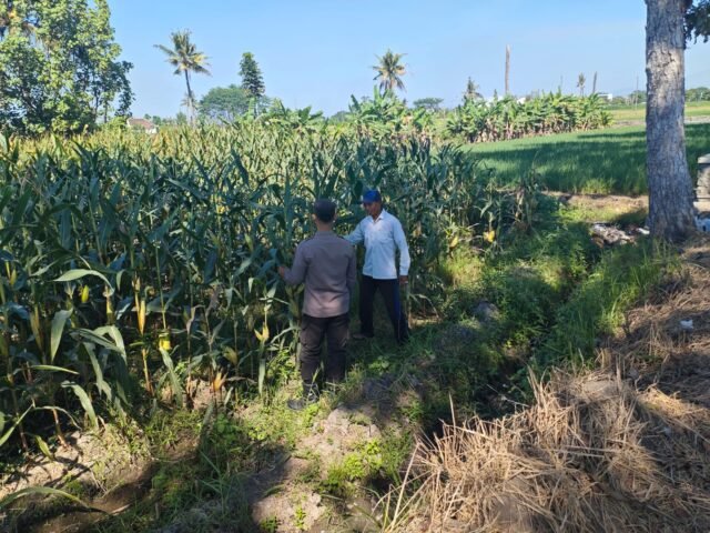 Dukung Asta Cita Presiden, Bhabinkamtibmas Polsek Lumajang Kota Kawal Penanaman Jagung dan Pekarangan Pangan Bergizi 2 IMG 20260813 WA0096