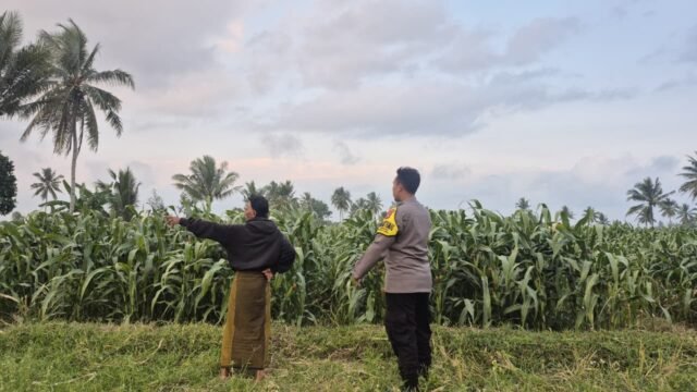Polsek Candipuro Sukses Wujudkan Ketahanan Pangan dengan Tanaman Jagung Tumbuh Subur 2 IMG 20260817 WA0088