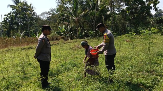 Dukung Swasembada Pangan, Bhabinkamtibmas Polsek Randuagung Mendampingi Petani Cabai 2 IMG 20260820 WA0110