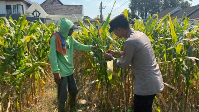 Polisi Pantau Kondisi Petani, Pastikan Kebutuhan Pertanian di Desa Pulo Terjaga 2 IMG 20260814 121757