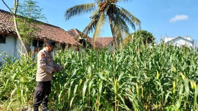 Polisi Jatiroto Aktif Dampingi Petani, Dorong Pemanfaatan Lahan untuk Pangan 2 IMG 20260815 132431