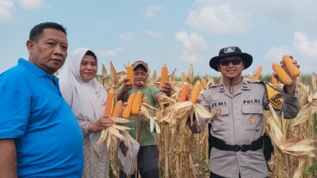 Bhabinkamtibmas Yosowilangun Lor Dampingi Warga Panen Jagung, Perkuat Ketahanan Pangan 2 IMG 20260816 104228