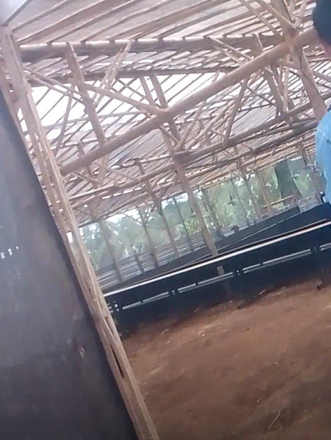 JUDI SABUNG AYAM DIDUGA BEROPERASI DI DUSUN BORO GRAGAL, KARANGPLOSO — POLRES MALANG DIMINTA TURUN TANGAN 2 IMG 20261024 WA0220